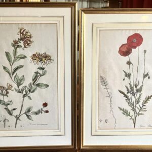 1777 Large Pair of Botanical Engravings by William Curtis from Flora of London