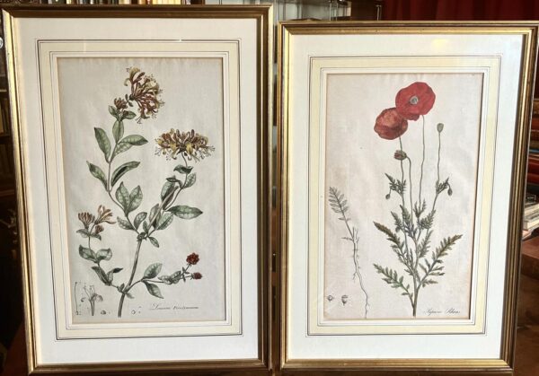 1777 Large Pair of Botanical Engravings by William Curtis from Flora of London