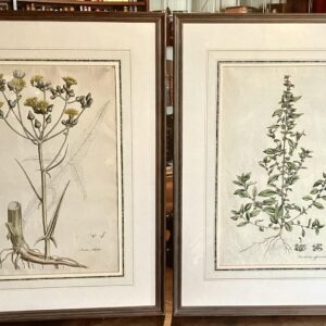 1777 Large Pair of Botanical Engravings by William Curtis From Flora of London