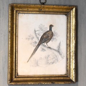 19th Century Watercolour Painting of Pheasant